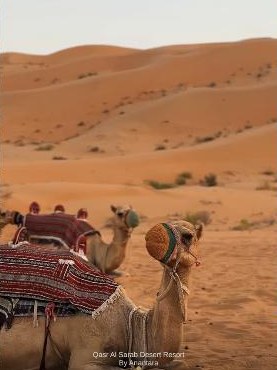 Camels resting on a dune at Qasr Al Sarab desert resort